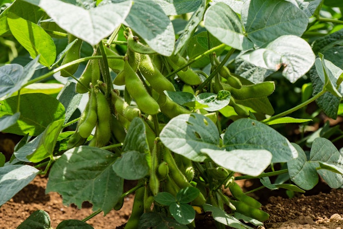 Plant-Based Protein Includes Soy, Pea, and Brown Rice