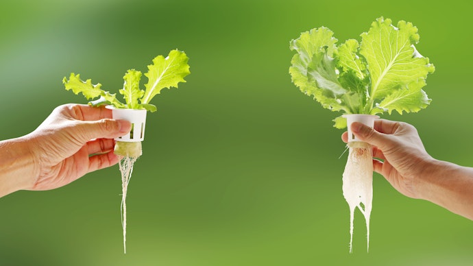 Drip System Gives Better Control Over the Water and Nutrient Supply