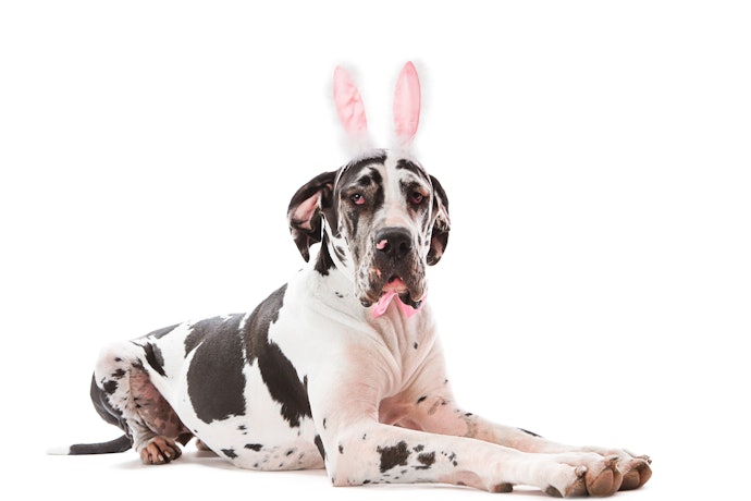 Bigger Dogs Are Usually Better Off With Simple Costumes