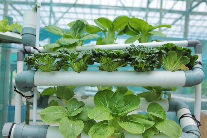Nutrient Film Technique Helps Plants Grow Faster