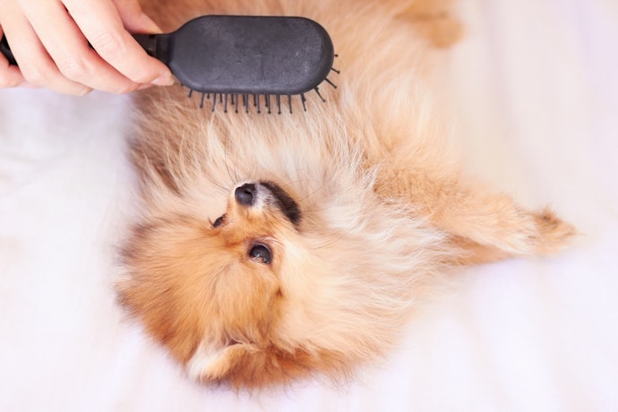 A Pin Brush for Thin, Delicate Coats
