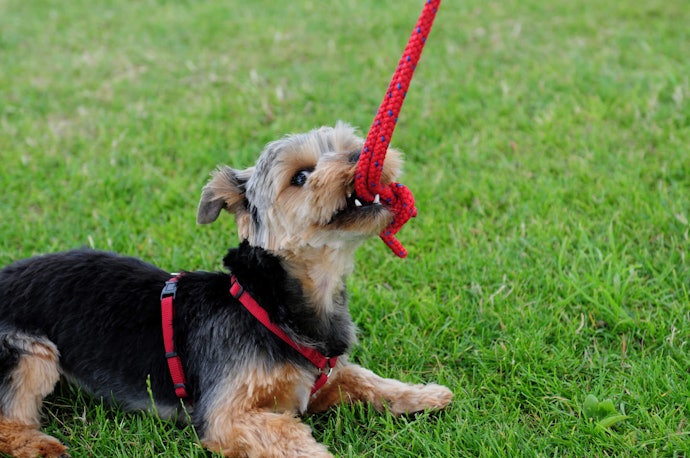 Resilient Rope Makes for Good Tug-O-War