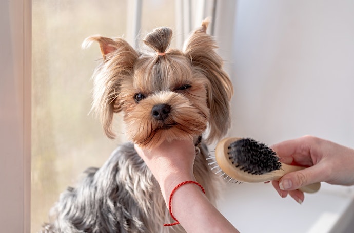 Pin Brushes are Useful on Long, Silky Coats