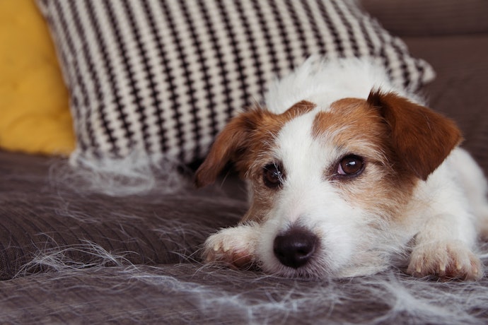 Watch Out for Shedding