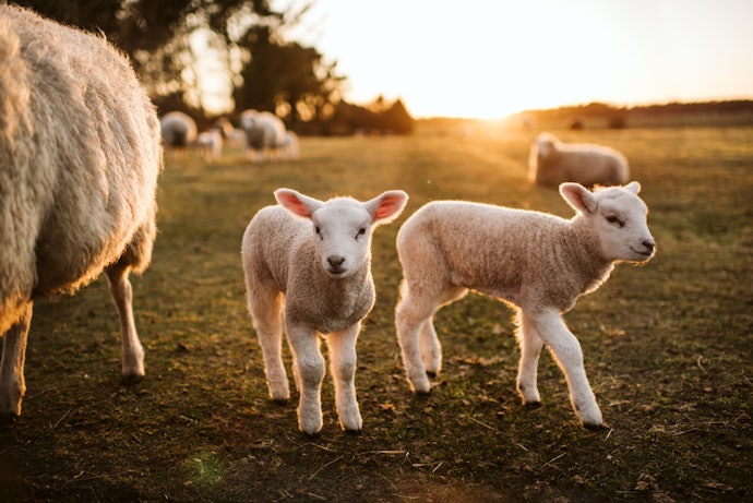 Choose Wool, Down or Faux Fur if You Want Something that is Super Warm