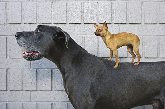 Start by Measuring Your Pup