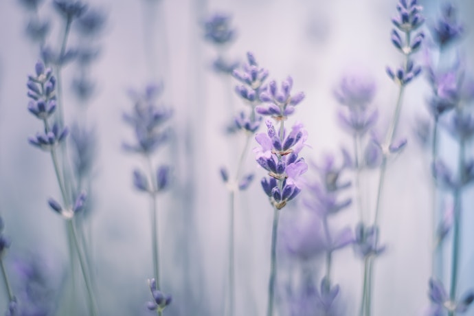Lavender Is Calming