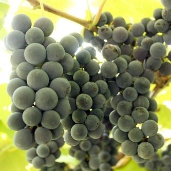 Adirondac are Known as the Phantom Grape