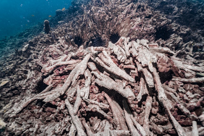 Avoid Active Ingredients That Bleach Reefs like Oxybenzone or Octinoxate