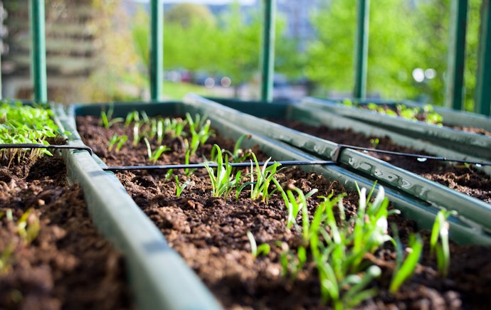 Soil Wicks Work With More Than One Plant