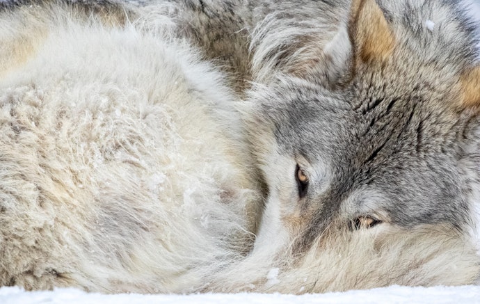 Bed Style Depends on Canine Preferences