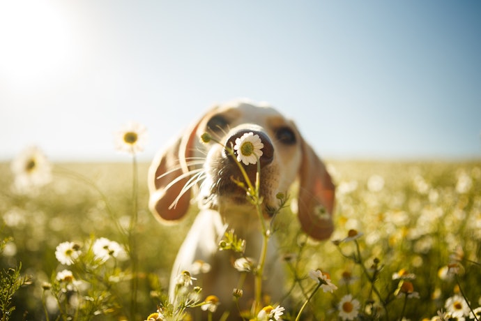 Chamomile and Peppermint for Reducing Inflammation and Pain