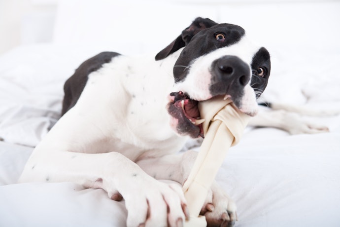 Rawhide Bones for Durable Chews