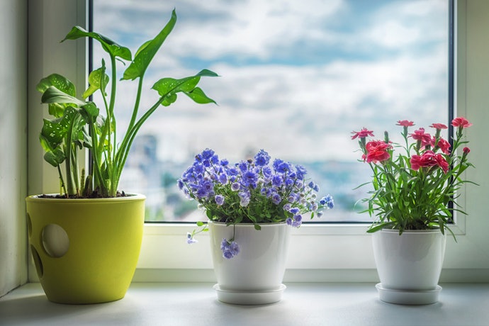 When Looking at Light Requirements, Check the Direction of Your Windows
