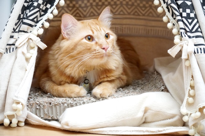 Make a Cozy Nest for Winter