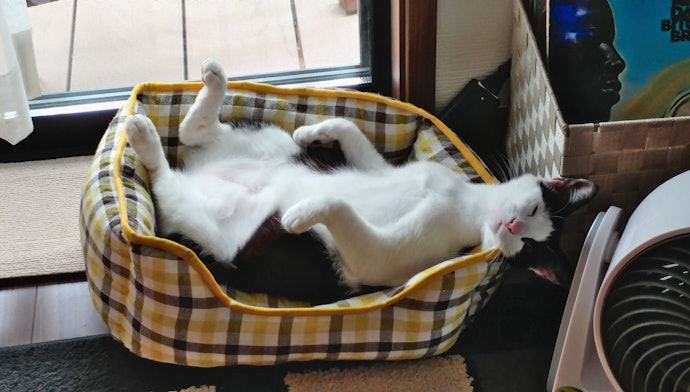 Provide Open Beds for Summer
