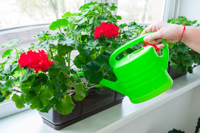 Overwatering Is Just as Dangerous as Underwatering