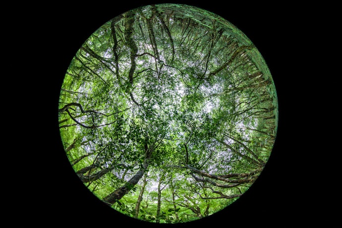 Fisheye Lenses for Funky Pictures