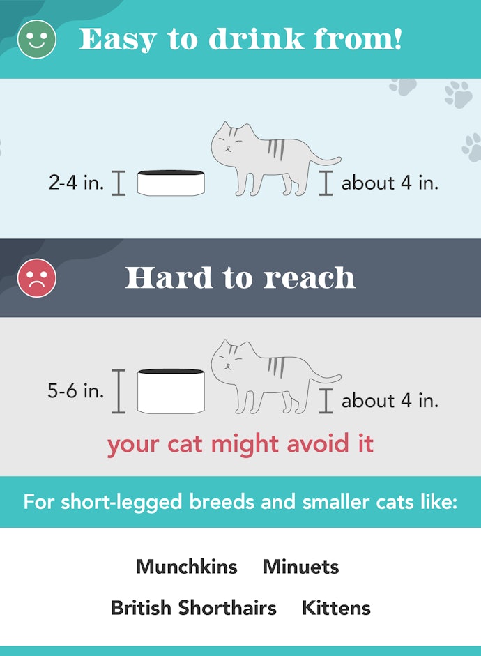 2 to 4 Inches Makes Drinking Easy for Your Cat
