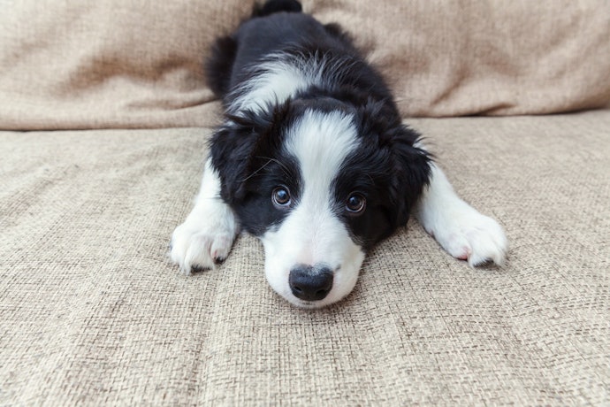 Consider Your Dog’s Age