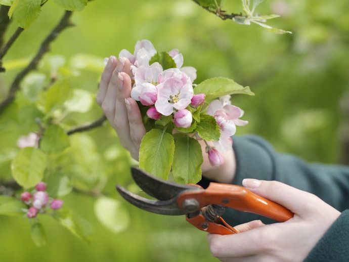 Bypass Secateurs for Gentler Use