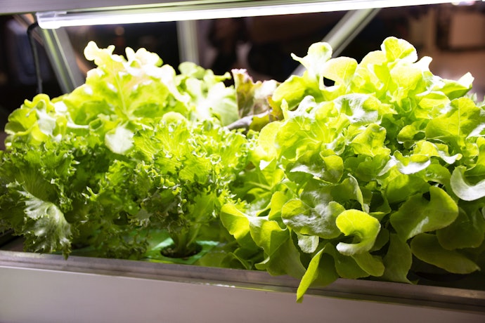 For Plants Needing More Oxygen, Choose an Aeroponics System