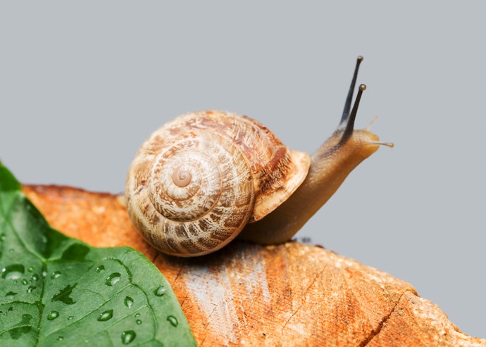 Snail Mucin Extract Can Deeply Moisturize and Rejuvenate