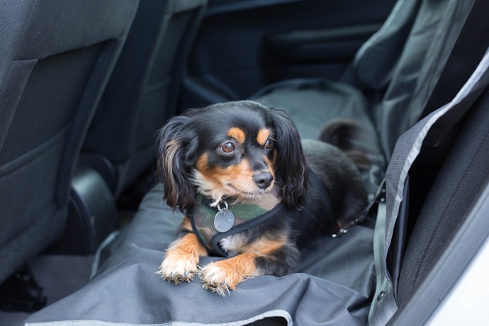 Temporary Seat Covers are Good if You Have Pets