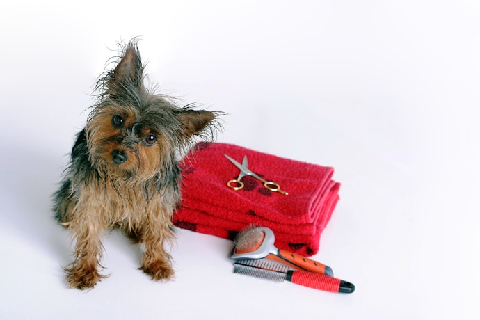A Slicker or Pin Brush for Short, Wiry Coats