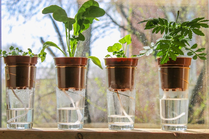 For Small Plants, Go for a Hydroponics Wick System