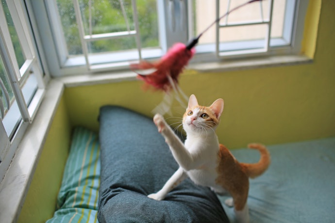 Interactive Play Should Be Fun for Both of You!