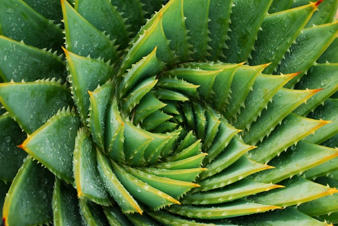 Nourishing Oils and Vitamin E for Aging Skin