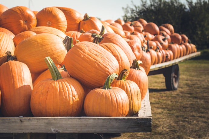 Celebrate Autumn With a Harvest Theme