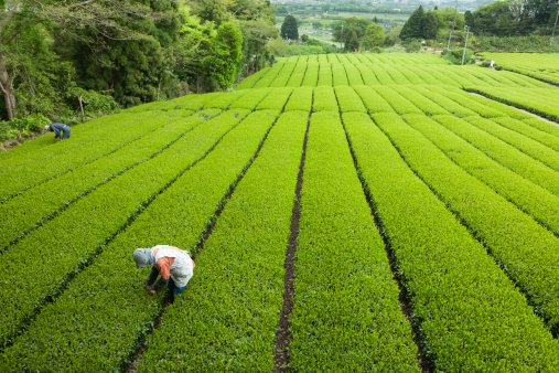 Shizuoka Tea Is Well-Balanced With Mild Bitterness