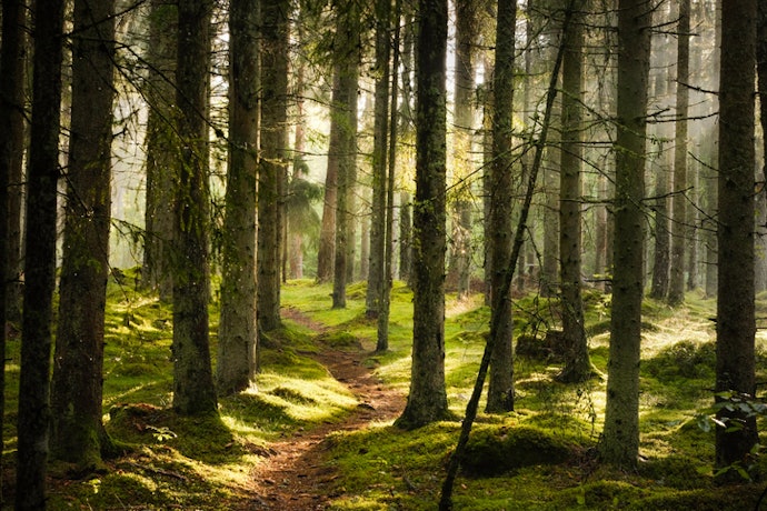 Choose an Earthy Scent to Keep You Grounded