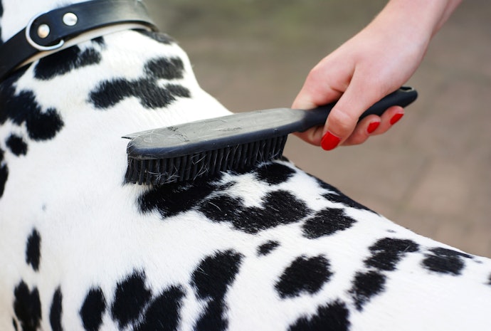 Bristle Brushes Are Best for Short, Smooth Coats