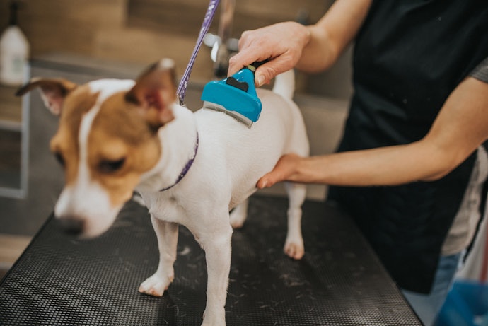 A Smooth, Short Coat Requires the Least Amount of Maintenance