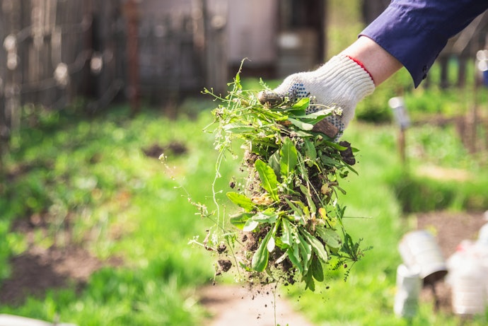 Stirrup Hoes for Large, Stubborn Weeds