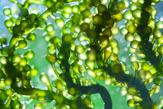 Algal Oil: Good Source of EPA and DHA, Vegan-Friendly