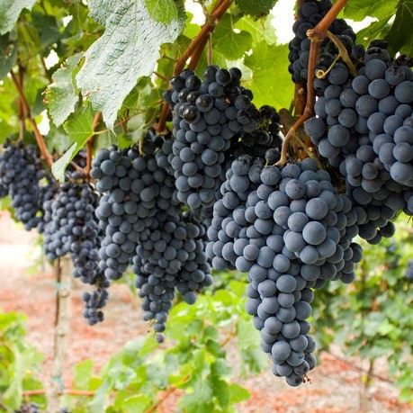 Cabernet Sauvignon Skillfully Balances Out Bitter and Sour Elements