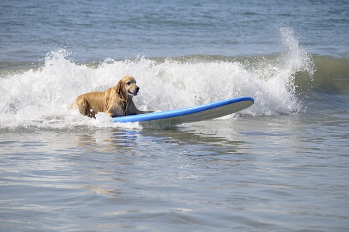 Factor in Your Level of Surfing Experience