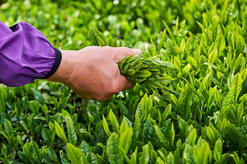Chinese Green Tea Is Usually Strong, Grassy, and Roasted