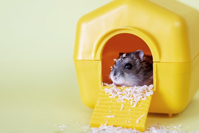 Plastic Hamster Hideouts