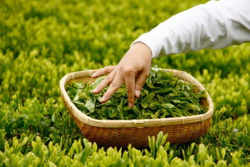 Kyoto Tea Is Rich and Slightly Sweet