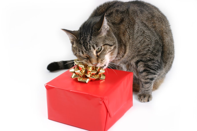 Gifts for Cat Owners Can be for Their Cat!