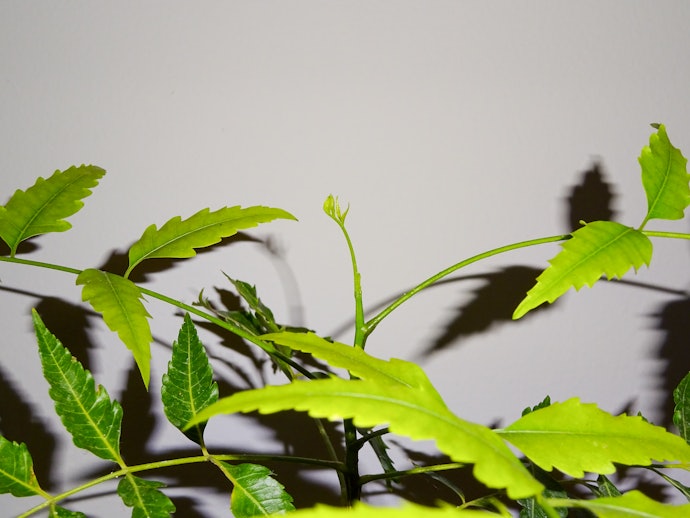 Neem Oil Has Conflicting Evidence