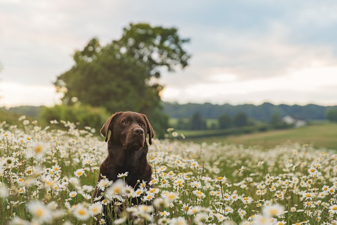 Keep Your Dog Busy With a Marrow Bone