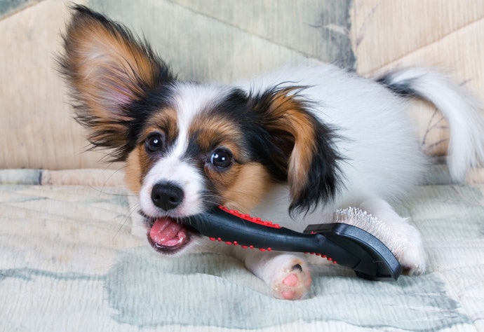 Properly Introduce a Brush or Comb to Your Dog