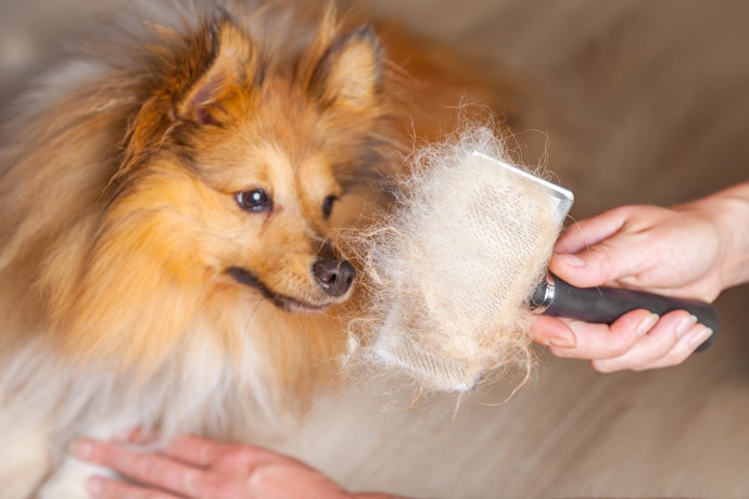 Medium to Long Flowing Coats Need a Slicker Brush