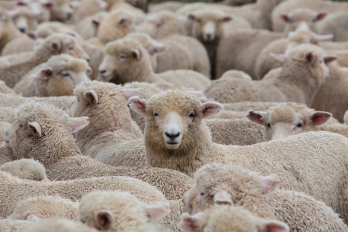 Different Sheep Produce Different Wool